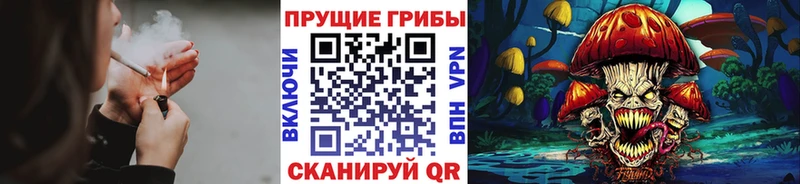 магазин продажи   Правдинск  Псилоцибиновые грибы Psilocybe 